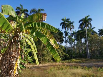 Palm trees by leaves against sky