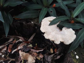 High angle view of white mushrooms