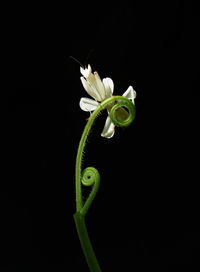 Close-up of white flower against black background