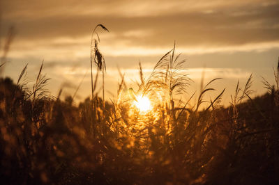 Close-up of stalks in field against sunset sky