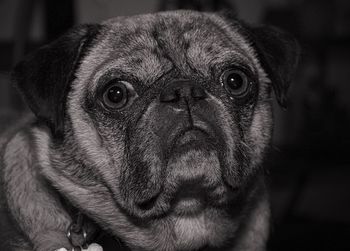 Close-up portrait of pug