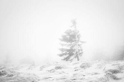 Trees on snow covered land against sky