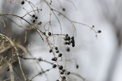 Close-up of berries growing on tree during winter