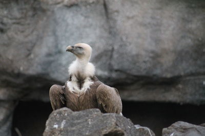 Eagle sitting on rock