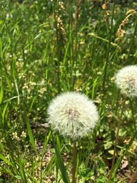 Close-up of dandelion in field