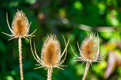 plant