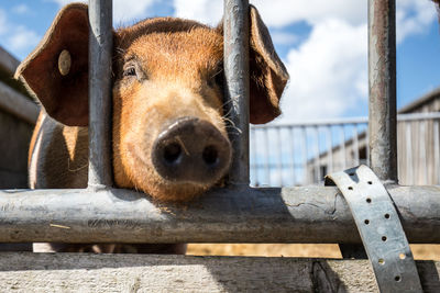 Close-up of pig looking through railing against sky