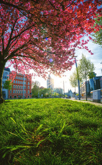 Trees and plants on field in park