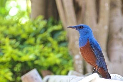 Bird perching on branch