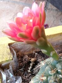 High angle view of pink flowering plant