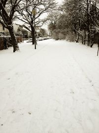 Snow covered trees in winter