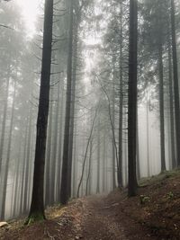 Sunlight streaming through trees in forest