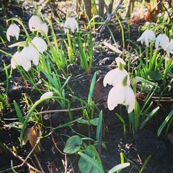 High angle view of white crocus blooming on field