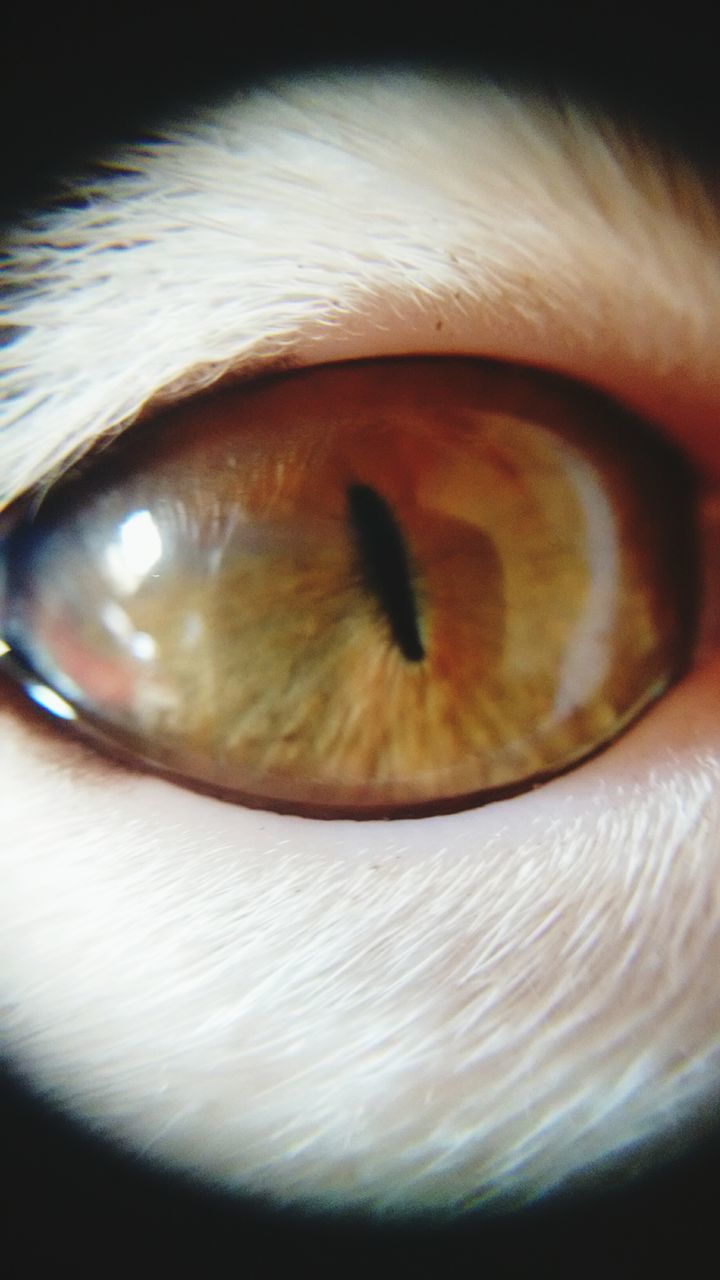 indoors, close-up, selective focus, part of, single object, still life, extreme close-up, one person, extreme close up, table, human eye, human skin, detail, cropped, circle, eyesight, unrecognizable person, sensory perception, macro