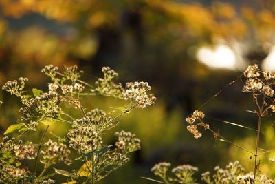 focus on foreground