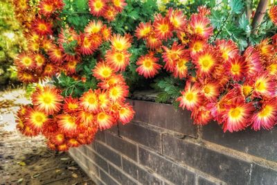 Orange flowers blooming outdoors