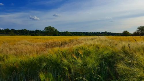 Scenic view of agricultural field against sky