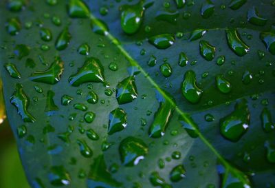 The rain left a clear stream of water over the leaves, which made cool eyes look at it