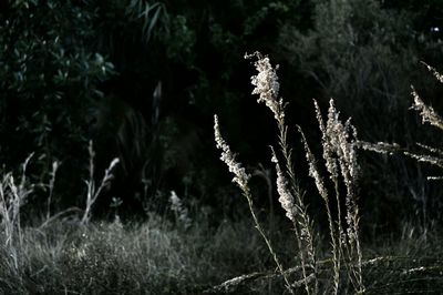 Plants growing on grass