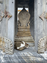 Cat asleep in temple niche