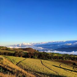 Scenic view of agricultural field against blue sky