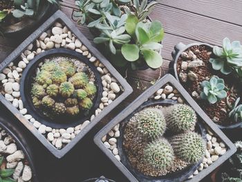 High angle view of succulent plants on table