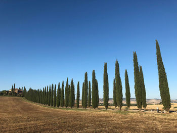 Panoramic shot of trees on field against clear blue sky