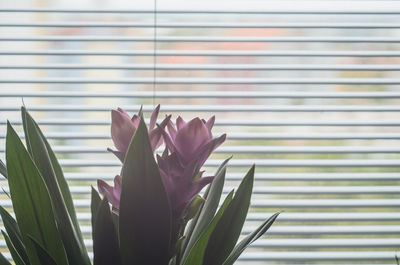 Close-up of pink flowering plant against window