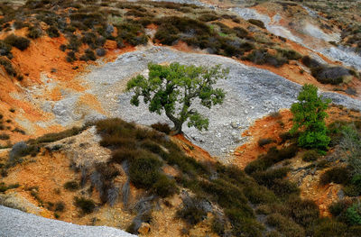 High angle view of plants growing on mountain