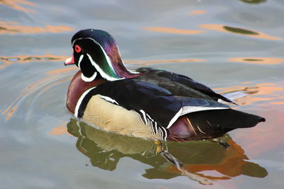 Close-up of mandarin duck swimming in lake