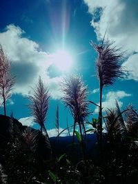 Low angle view of trees against sky