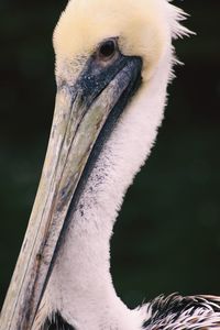 Close-up of pelican