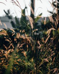 Close-up of grass growing on field