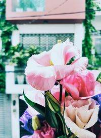 Close-up of pink flowers