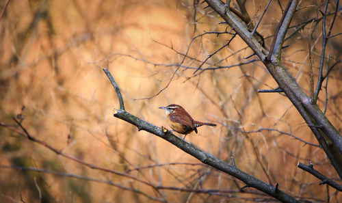 Close-up of bird perching on branch