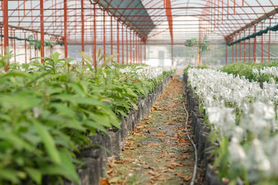 Plants growing in greenhouse