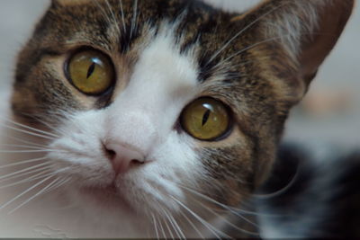 Close-up portrait of cat