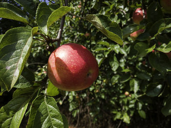 Close-up of apple growing on tree