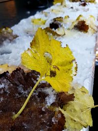 Close-up of yellow leaf in water