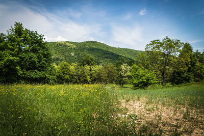 Scenic view of trees growing on field against sky