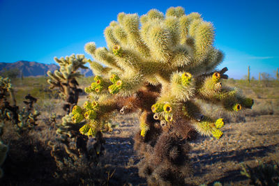 Close-up of plants against blue sky