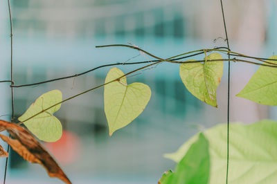 Close-up of autumnal leaves