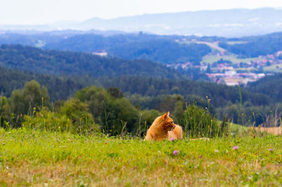 Sheep in a field