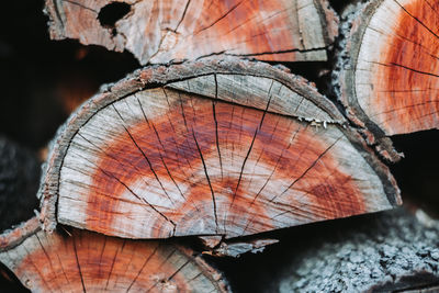 Close-up of log in forest