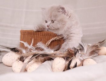 Cat relaxing in a room