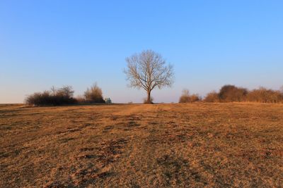 Bare tree on field against clear blue sky