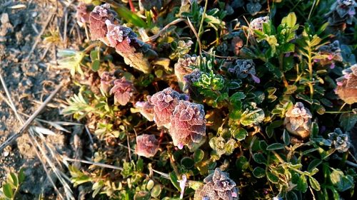 Close-up of plants growing in field