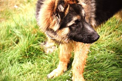 Close-up of dog on field