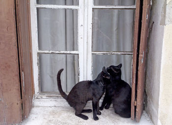 Black cats sitting on window sill