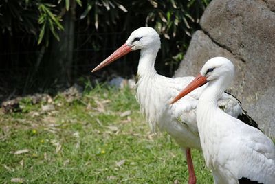 Close-up of duck on grass